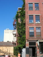 Urban Permaculture NY